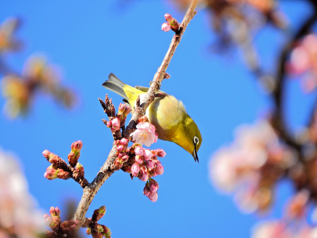 サクジロー　４