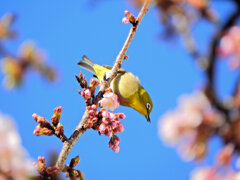 サクジロー　４