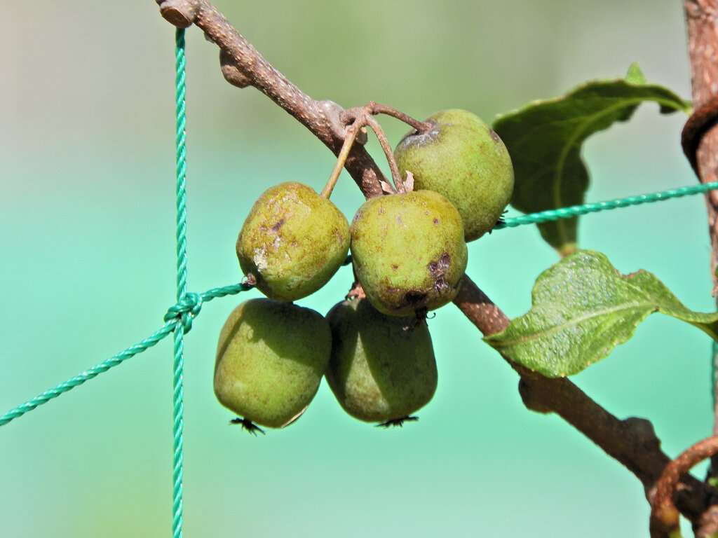猿梨 （さるなし）の実　2/2