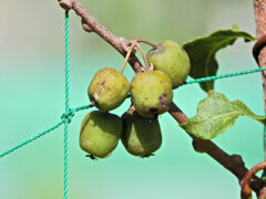 猿梨 （さるなし）の実　2/2