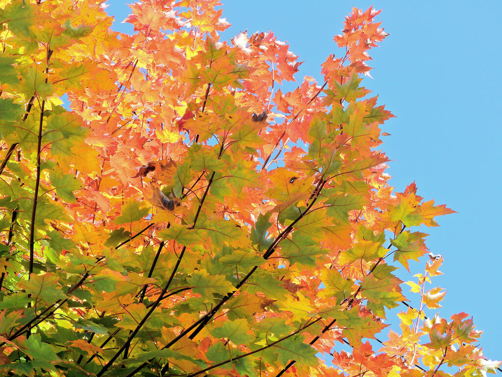 カエデの紅葉　７