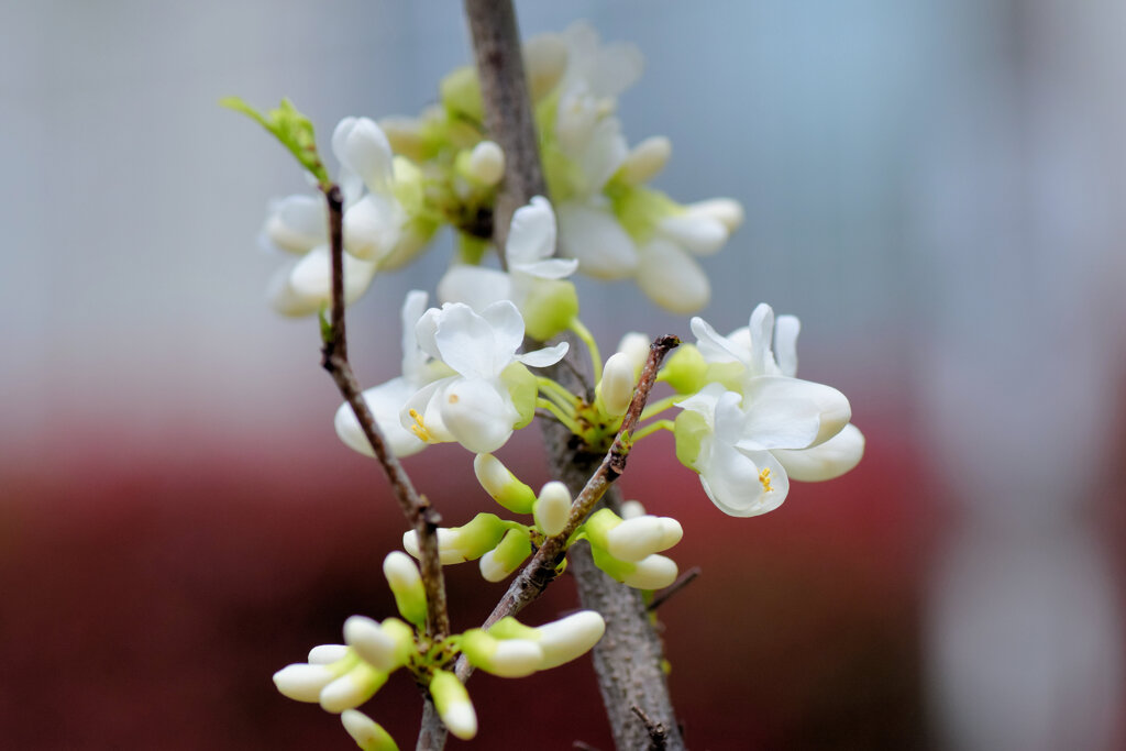 花蘇芳 （はなずおう）（白花）１