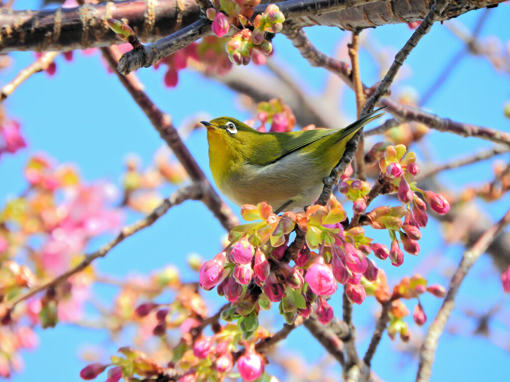 サクジロー　ヨコハマヒザクラ（横浜緋桜)にメジロさん６
