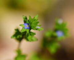 たちいぬのふぐり(立犬の陰嚢)10  たちいぬのふぐり(立犬の陰嚢)10