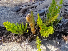 啓蟄　土筆　６