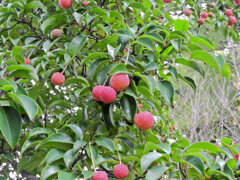 山桑(やまぐわ)の実 4 山桑(やまぐわ)の実 4