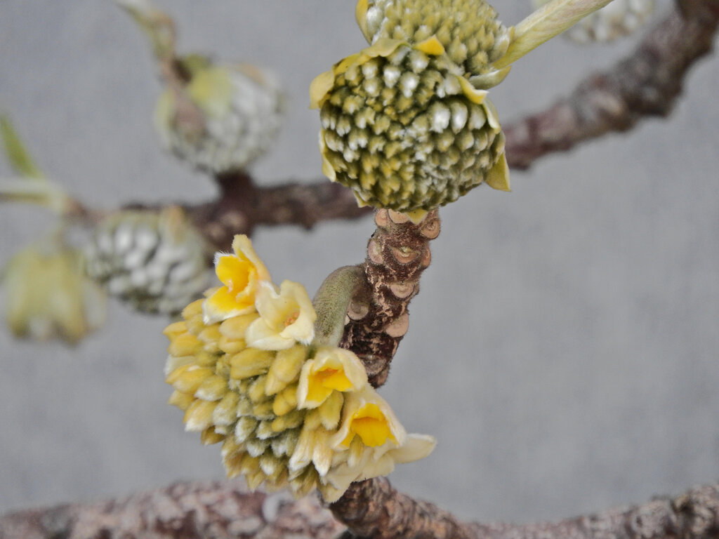 三椏が開花　４