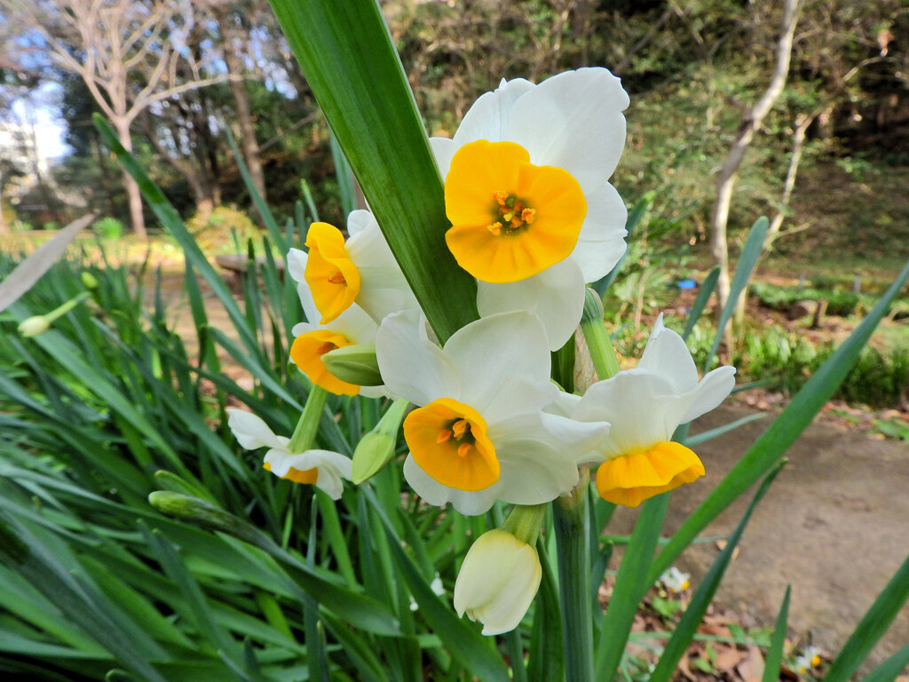 里山で水仙　６
