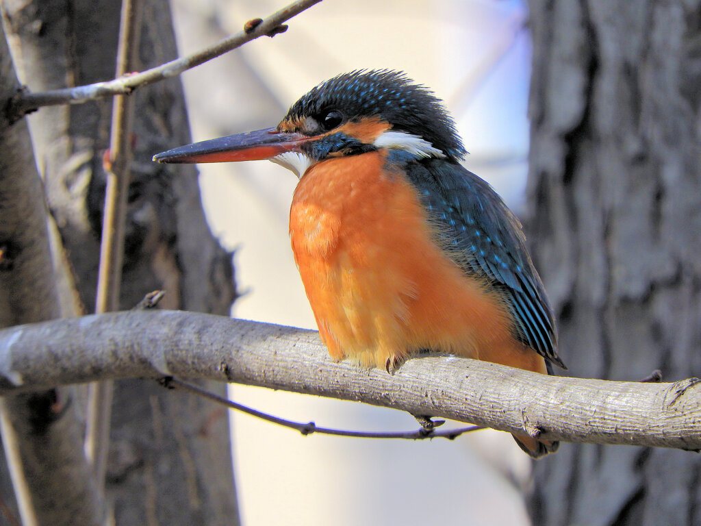 今日の　カワセミ　さん　４
