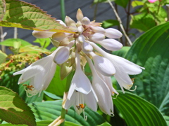 擬宝珠 （ぎぼうし）  (Day lily)　１