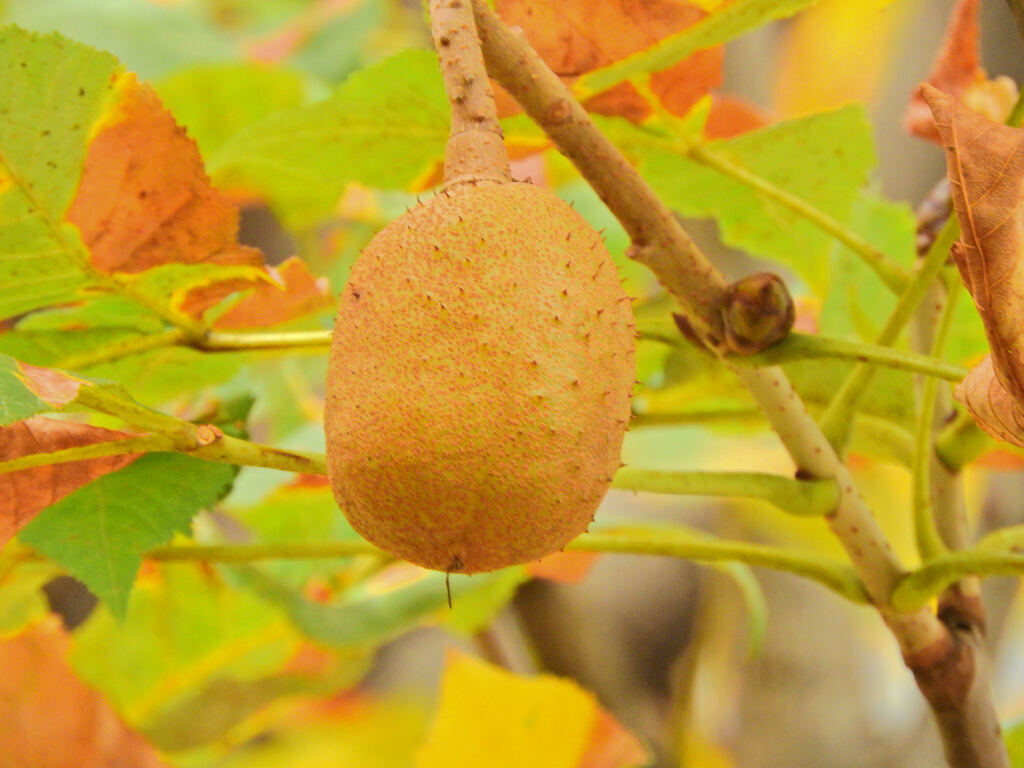 紅花栃の木の実　２