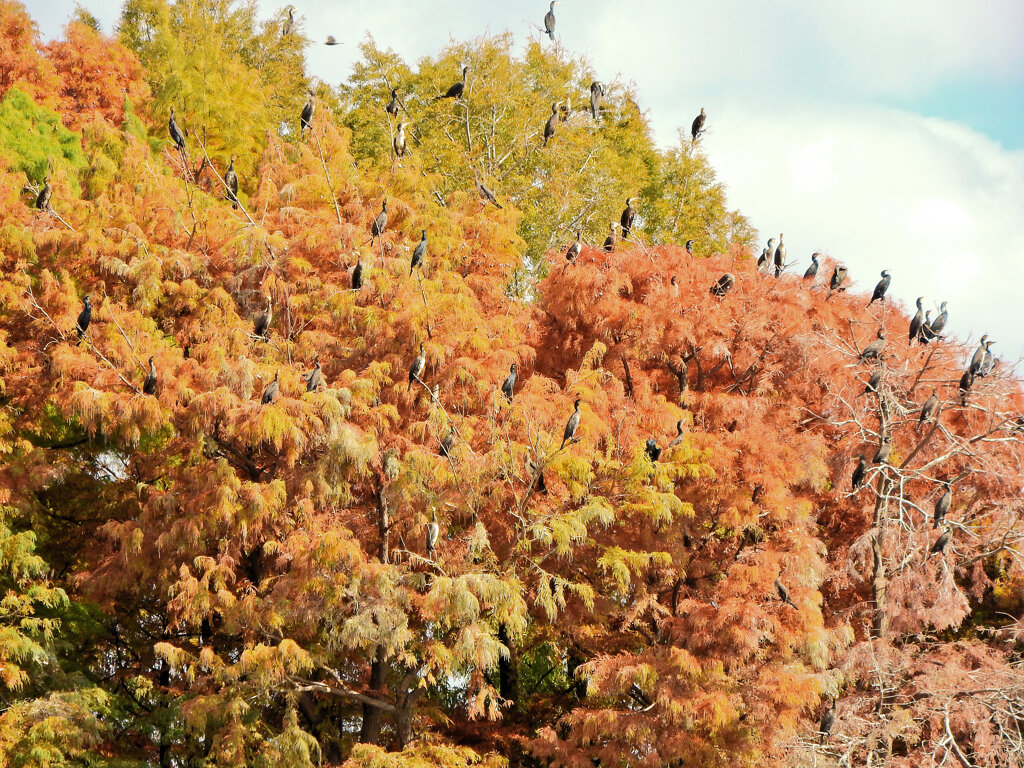 川崎市等々力緑地公園・・釣り堀池でカワウの大群　１