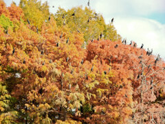 川崎市等々力緑地公園・・釣り堀池でカワウの大群　１