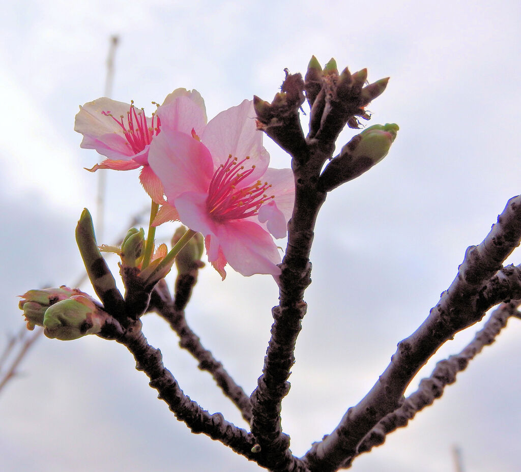 寒波に耐えて咲く　河津桜　５