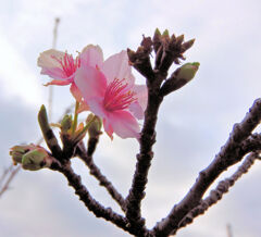 寒波に耐えて咲く　河津桜　５