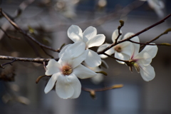 辛夷の花　１