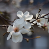 辛夷の花　１