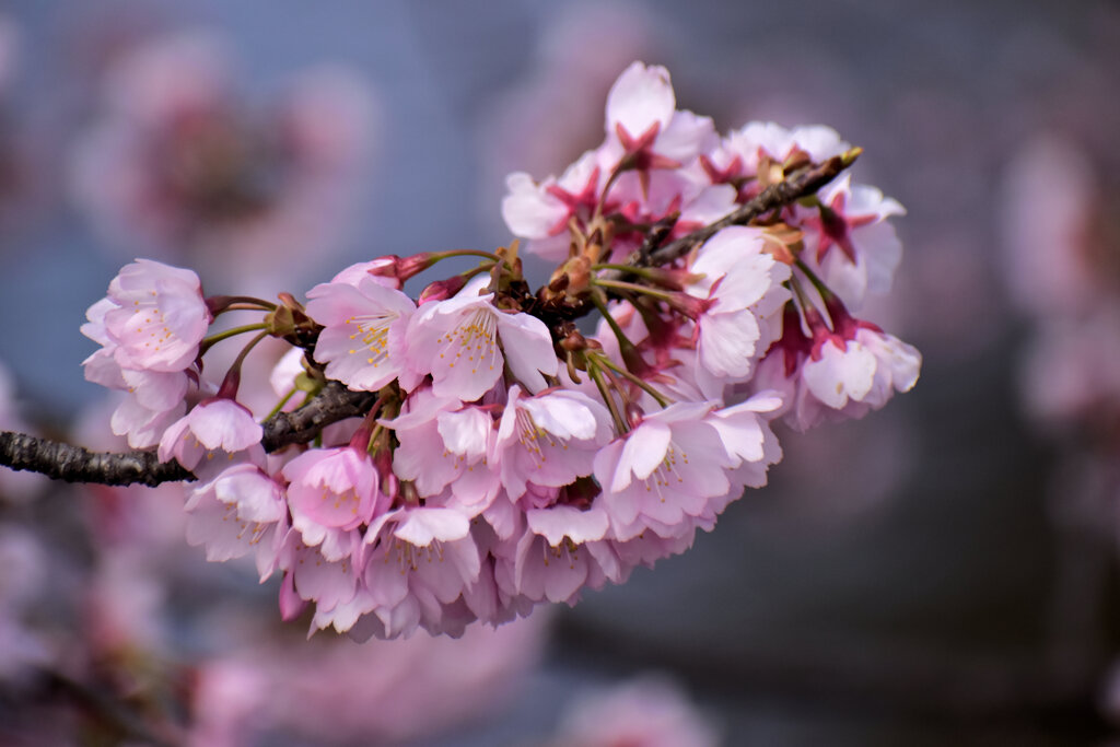大寒桜（おおかんざくら）６