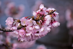 大寒桜（おおかんざくら）６