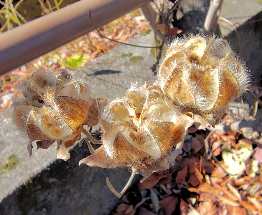 「枯れ芙蓉（かれふよう）」５