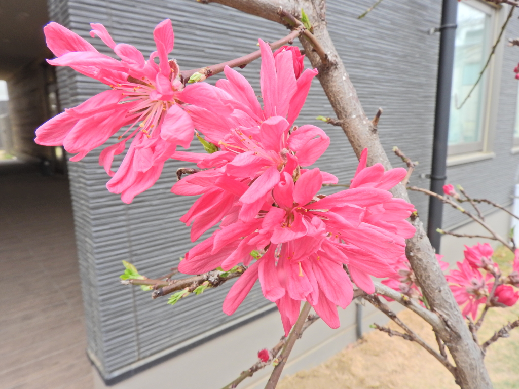  ハナモモ（花桃）菊桃　４