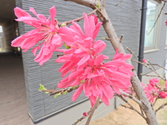 ハナモモ（花桃）菊桃　４