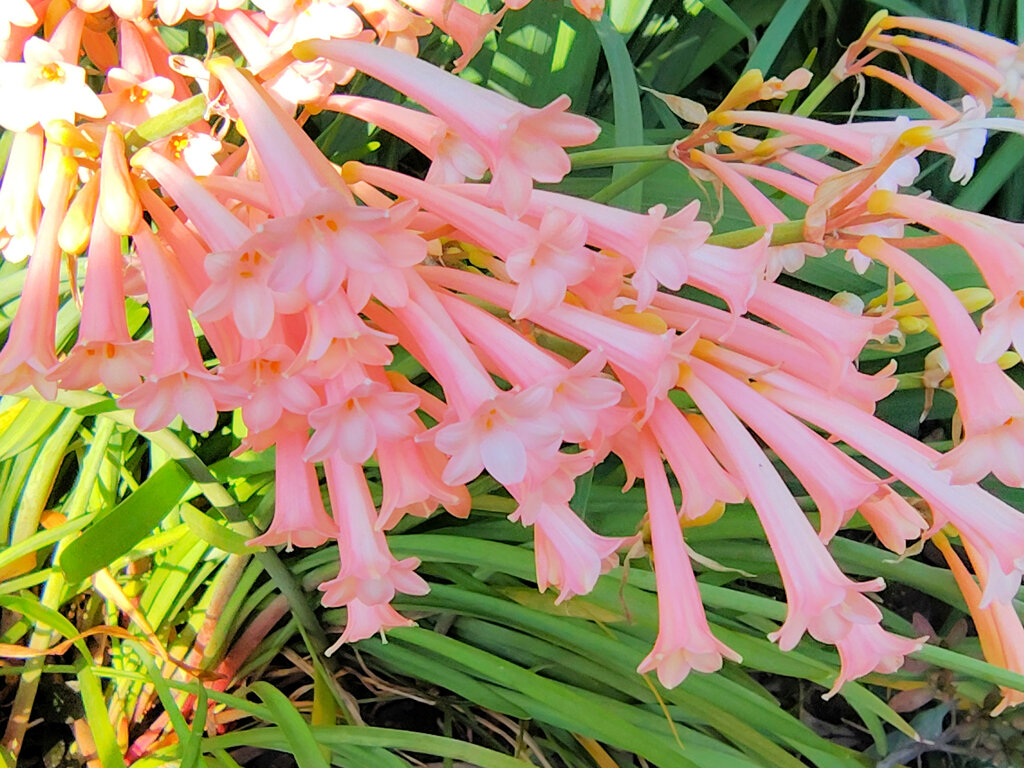 キルタンサス　１