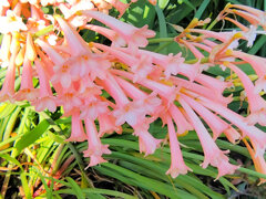 キルタンサス　１