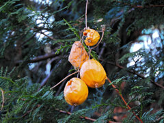 キカラスウリ（黄烏瓜）実　３