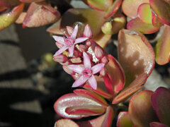 金の成る木 （かねのなるき） 花月（かげつ）　１