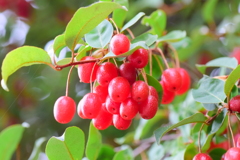 鈴なり夏茱萸（ナツグミ）⑤