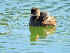 カイツブリ　さん　３