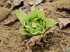蕗の薹　８