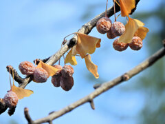 銀杏　実　１