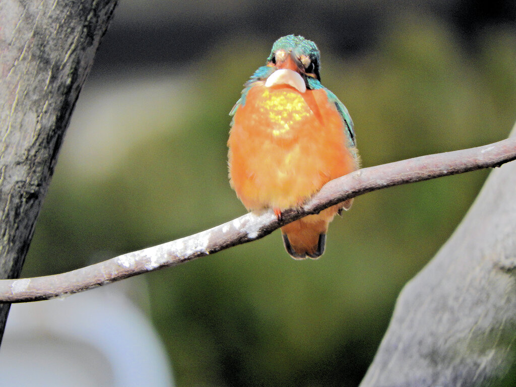 今日の　カワセミ　さん　８