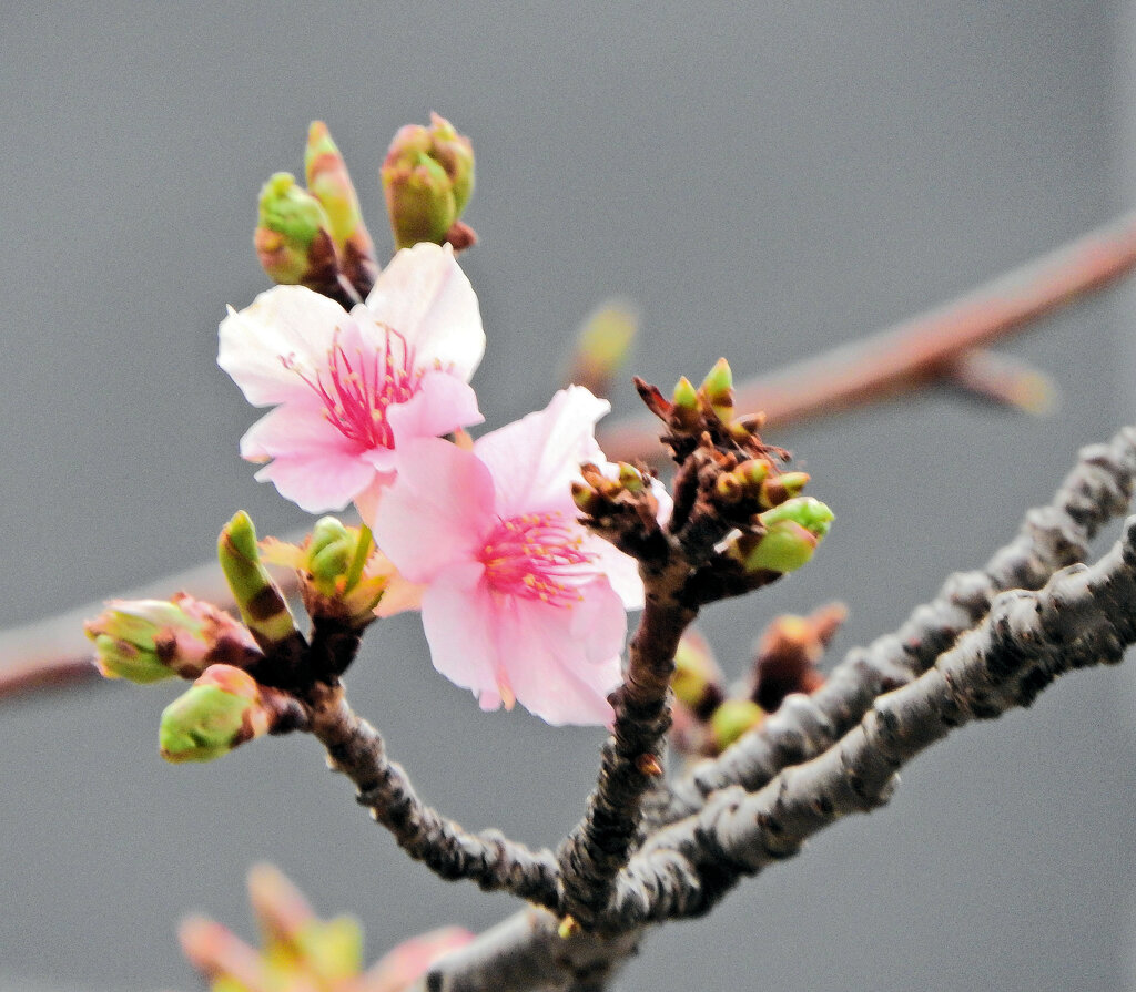 寒波に耐えて咲く　河津桜　４