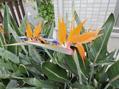 ストレリチア（極楽鳥花）　1/3