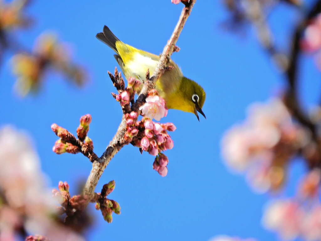 サクジロー　３