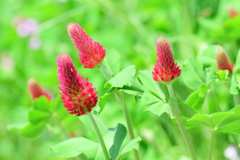 ストロベリーキャンドル  （紅花詰草（べにばなつめくさ））４