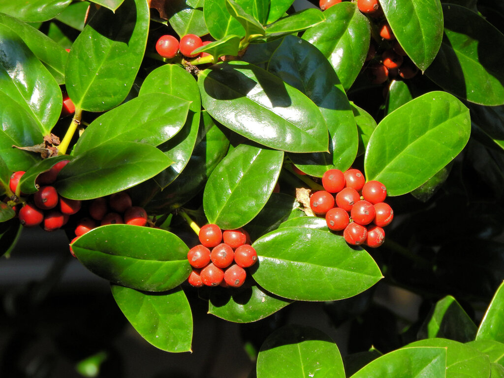 チャイニーズ・ホーリー　３