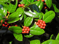 チャイニーズ・ホーリー　３