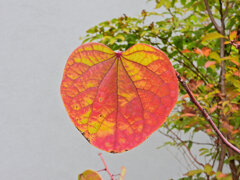 マルバノキの紅葉　♥１