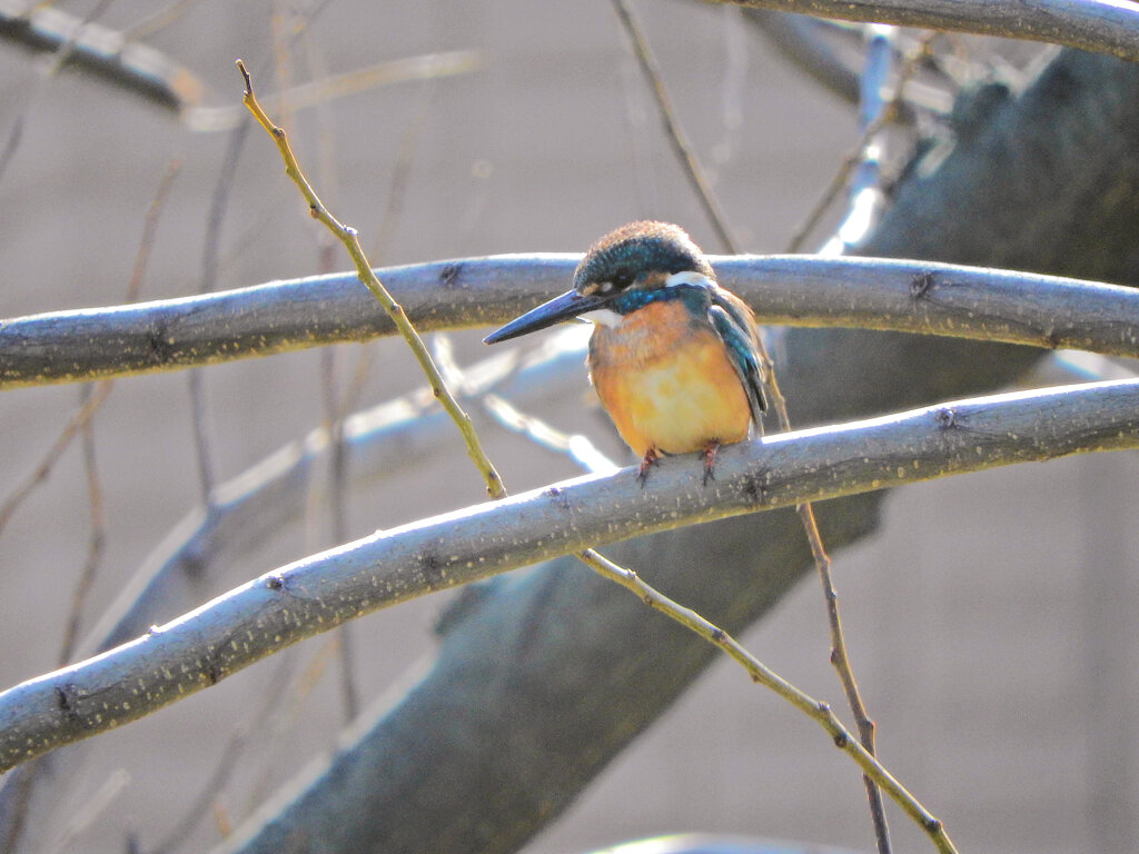今日のカワセミ　さん　♂　１