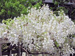 藤の花　白花　４