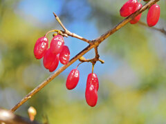 山茱萸 （さんしゅゆ）実　１