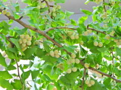 銀杏　実　５