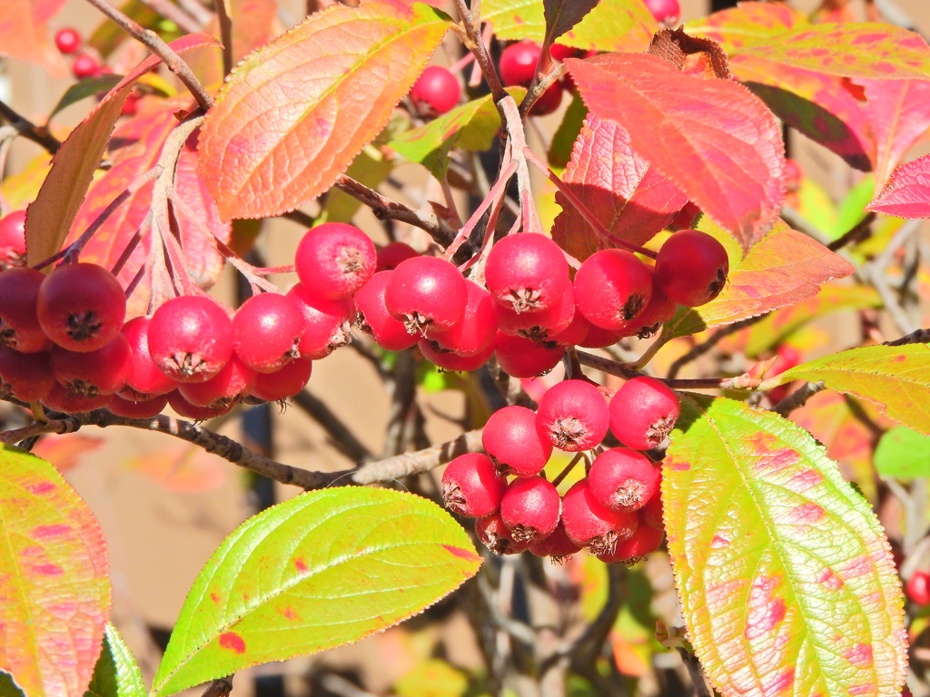 セイヨウカマツカ　１