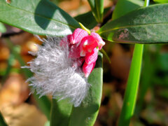 沈丁花 （じんちょうげ）に鳥の産毛