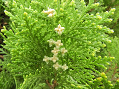 児の手柏 （このてがしわ）の花３