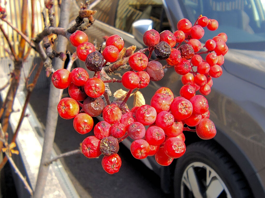 「七竈（ななかまど）」の実　４